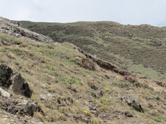 Tetraogallus tibetanus