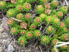 Rhodiola