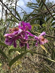 Sobralia dichotoma