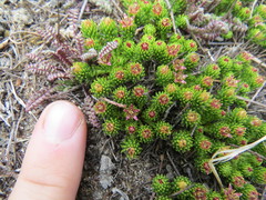 Rhodiola
