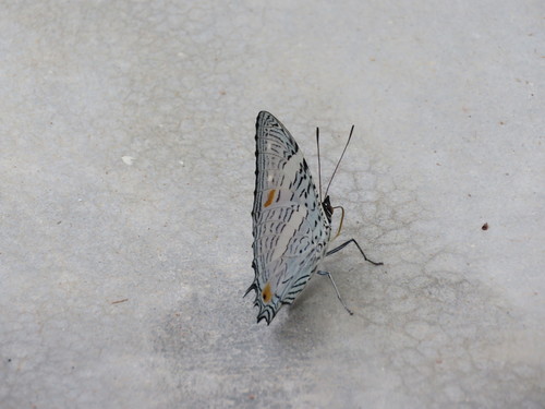 Baeotus japetus