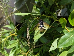 Cimbicidae