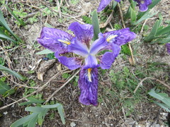 Iris kemaonensis