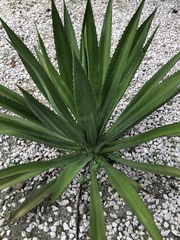 Agave fourcroydes
