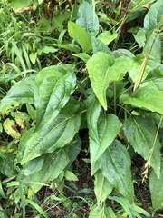 Rudbeckia occidentalis