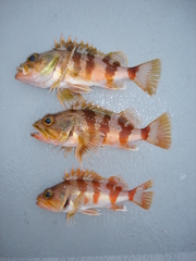 Helicolenus percoides