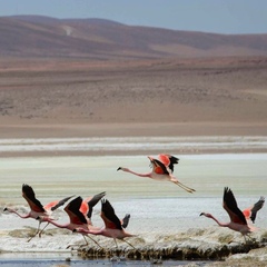 Phoenicoparrus andinus