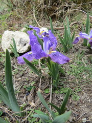 Iris kemaonensis
