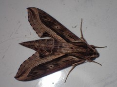 Hippotion velox