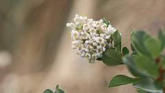 Escallonia myrtoidea