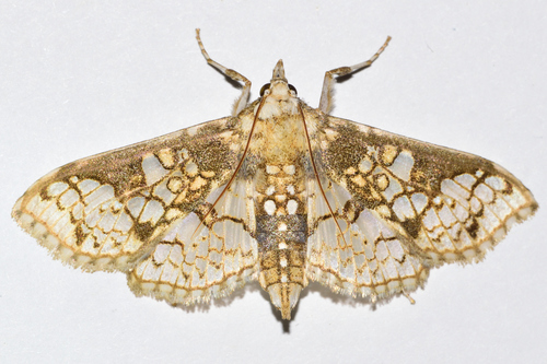 Megastes praxiteles Druce, 1895