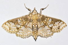 Megastes praxiteles
