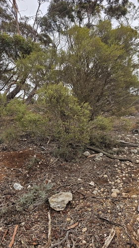 Melaleuca acuminata, photograph 2