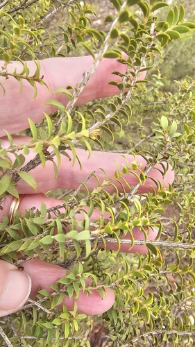 Melaleuca acuminata, photograph 3