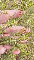 (c) Rosalie Lawrence, some rights reserved (CC BY) Melaleuca acuminata, photograph (c) Rosalie Lawrence, some rights reserved (CC BY)