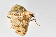 Megastes praxiteles