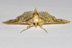 Megastes praxiteles