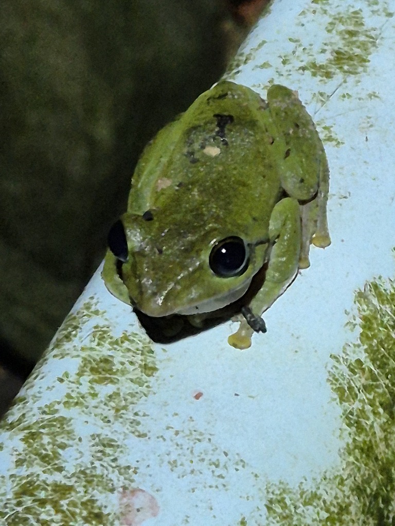 Amami Green Tree Frog
