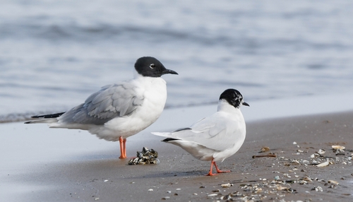 Mouette pygmée