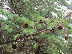 Tsuga dumosa