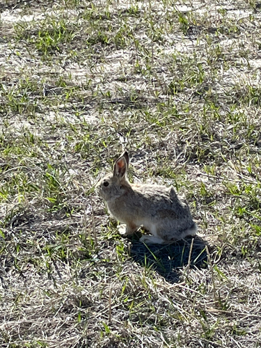 Mountain Cottontail photographed in South Dakota