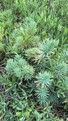 Suaeda californica, photograph 4