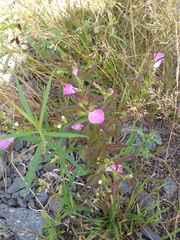Agalinis neoscotica