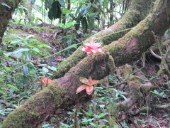Rhododendron arboreum