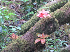 Rhododendron arboreum