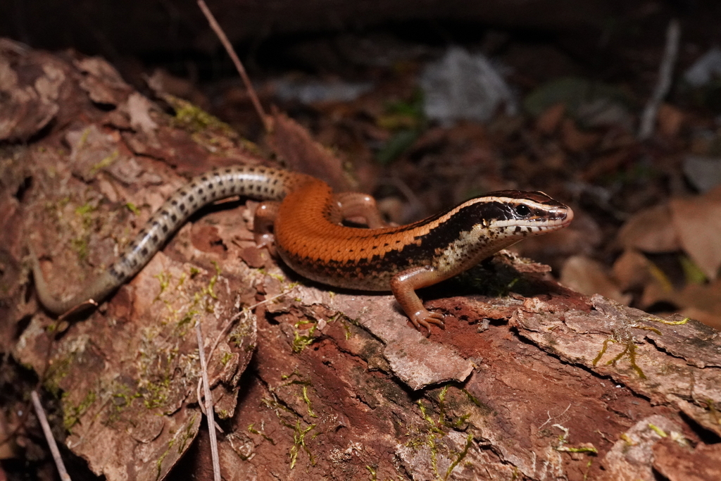 Schwartze's Skink (Mesoscincus schwartzei)