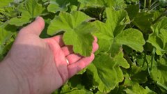 Pelargonium tomentosum