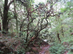Rhododendron arboreum