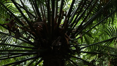 Cycas