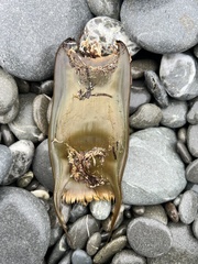 New Zealand Smooth Skate photo 2