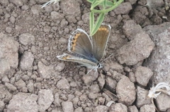 Plebejus fridayi