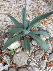 Agave