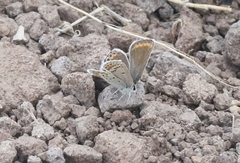 Plebejus fridayi