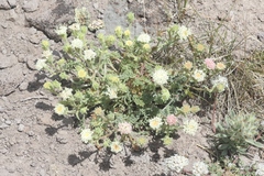 Chaenactis douglasii