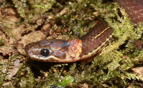 Pale Ground Snake