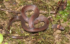 Pale Ground Snake photo 2