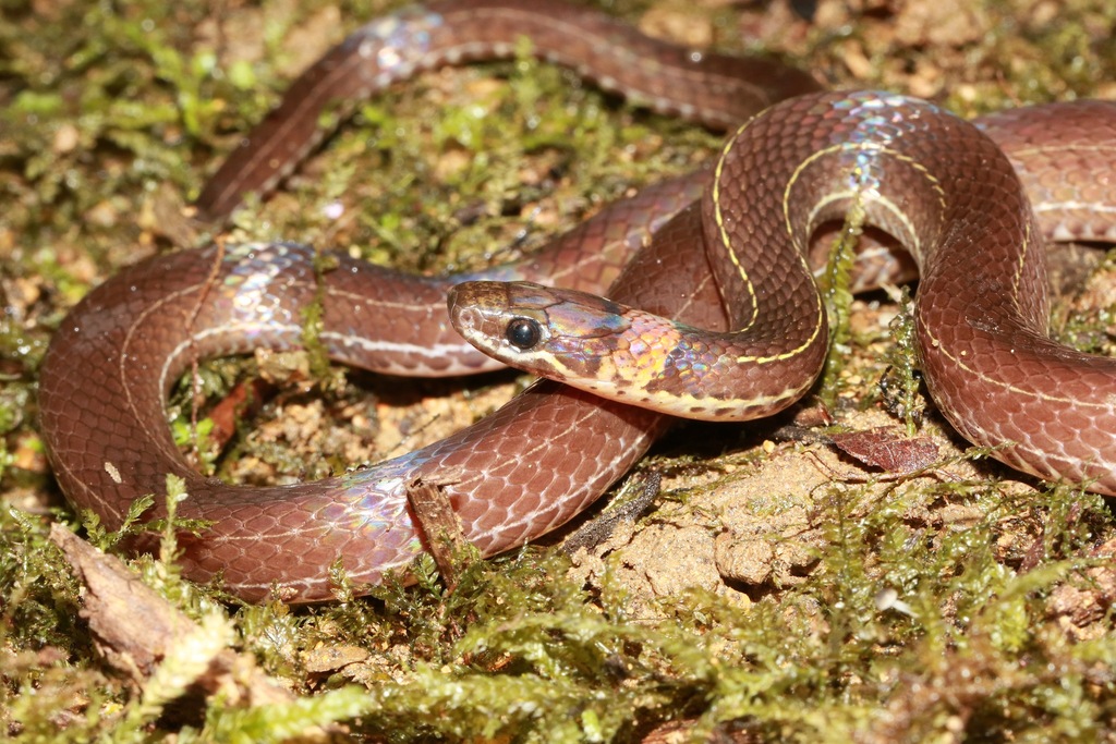 Pale Ground Snake