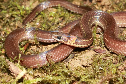 Pale Ground Snake