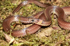 Pale Ground Snake photo 1