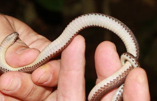 Pale Ground Snake