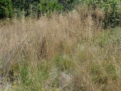 Deschampsia cespitosa cespitosa