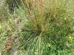 Deschampsia cespitosa cespitosa