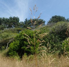 Deschampsia cespitosa cespitosa