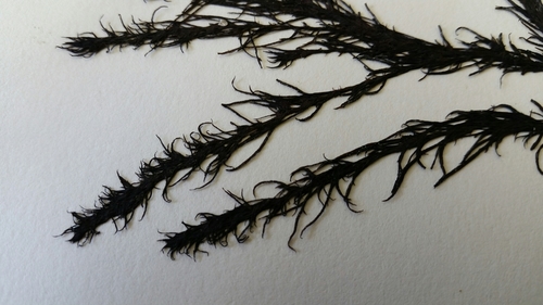 Image of Odonthalia floccosa by (c) Sarah Vermaak, some rights reserved (CC BY)