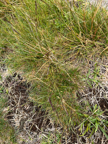 Festuca rubra observed 2025-04-20