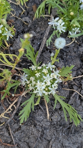Image of Navarretia prostrata by no rights reserved